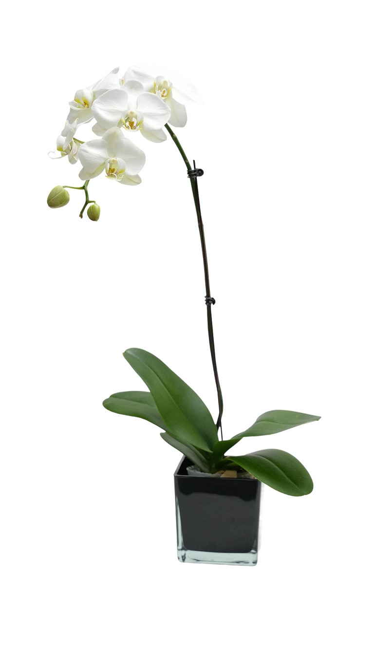 Orchid