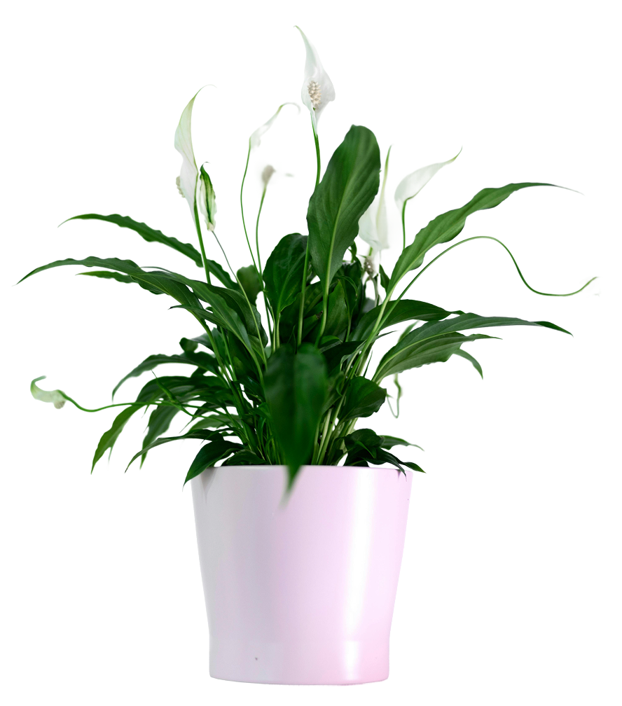 Peace lily